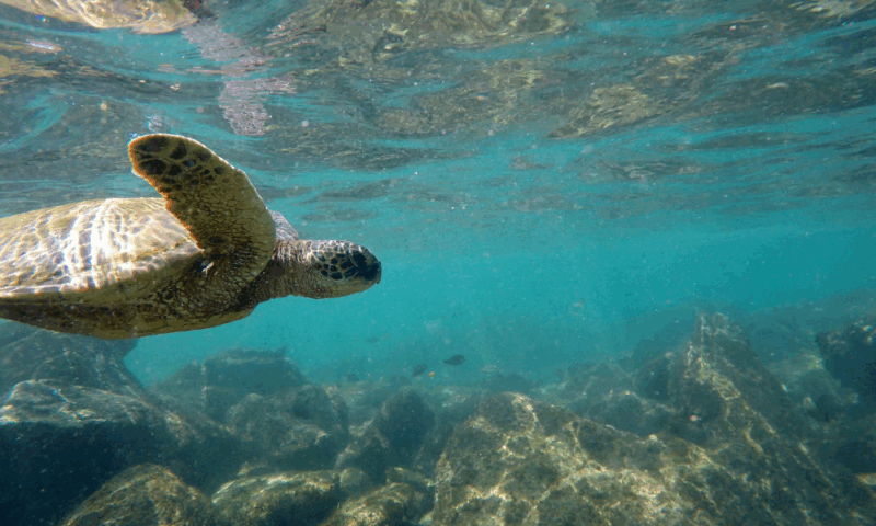 Sea turtle swimming off the coast of Hawai‘i, symbolizing the care and resilience of healthcare careers serving island communities.